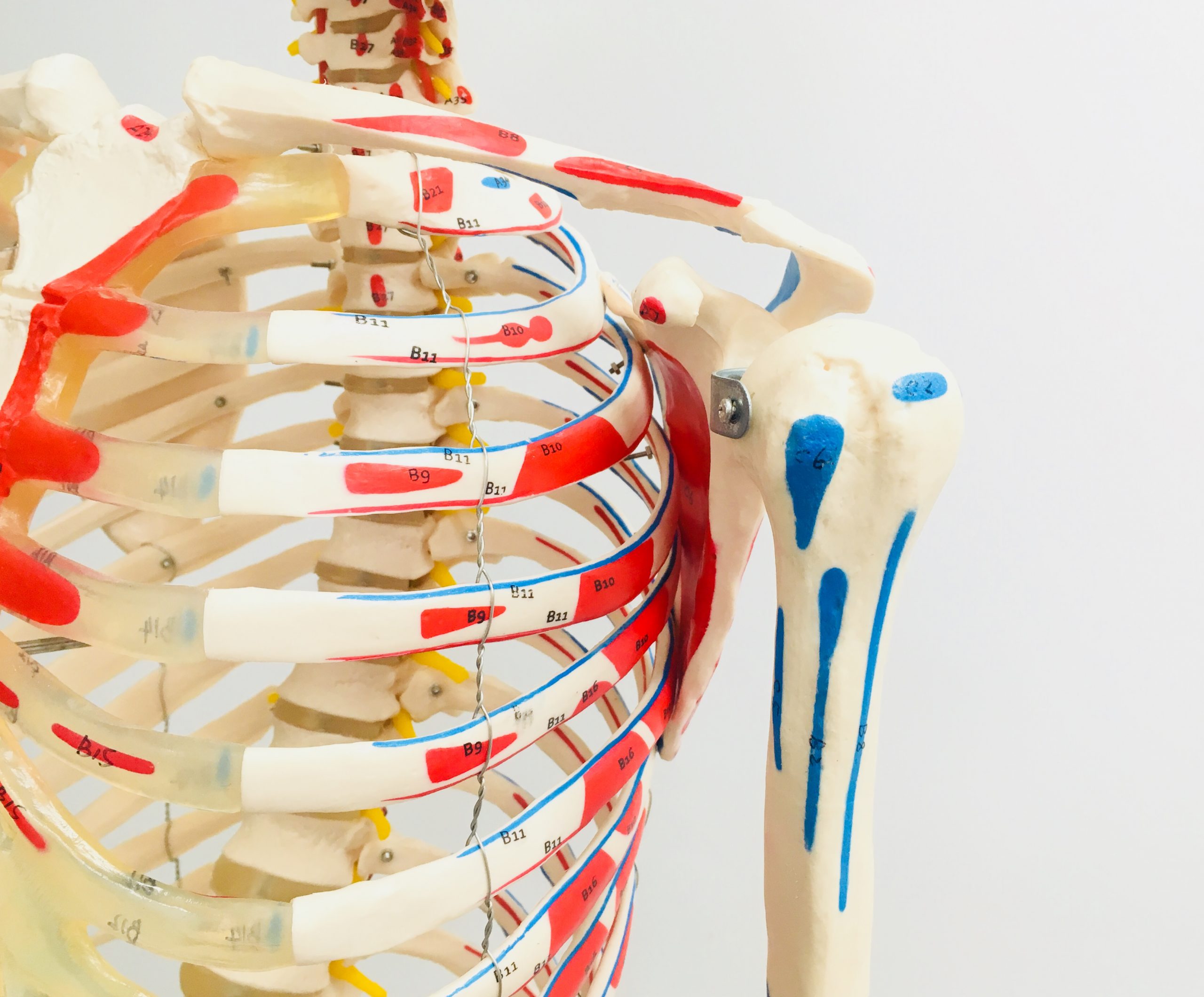 Be An Anatomy Hero: Shoulder Joint